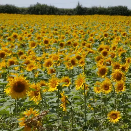 Le Jarrier - Alpes Mancelles Saint-Georges-le-Gaultier