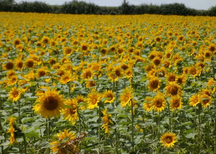 Le Jarrier - Alpes Mancelles Saint-Georges-le-Gaultier